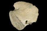 Hadrosaur Ungal (Claw) - Alberta (Disposition #-) #183273-2